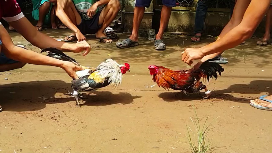 Hướng dẫn đăng ký và tham gia cá cược đá gà tại S66