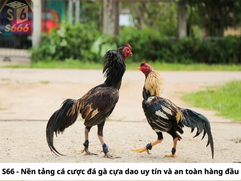 S66 - Nền tảng cá cược đá gà cựa dao uy tín và an toàn hàng đầu