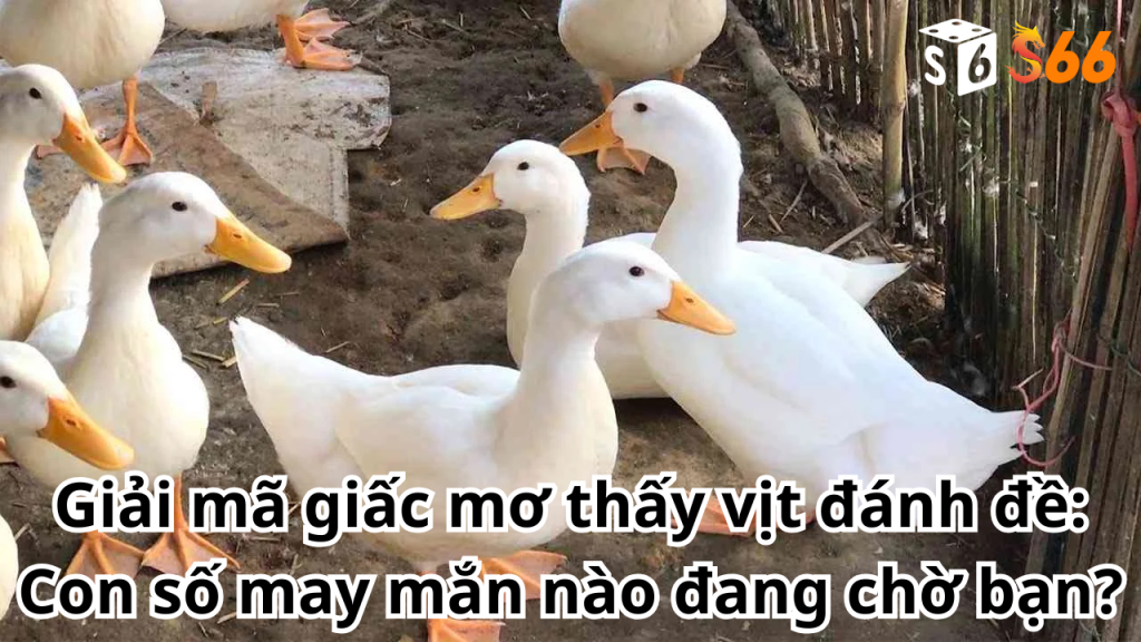Phân tích giấc mơ thấy vịt và ý nghĩa tiềm ẩn