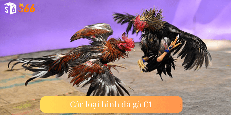 Các loại hình đá gà C1