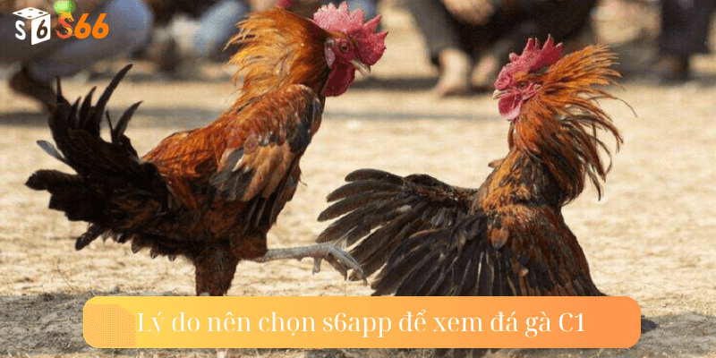 Lý do nên chọn s6app để xem đá gà C1