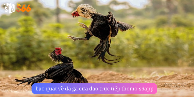 bao quát về đá gà cựa dao trực tiếp thomo