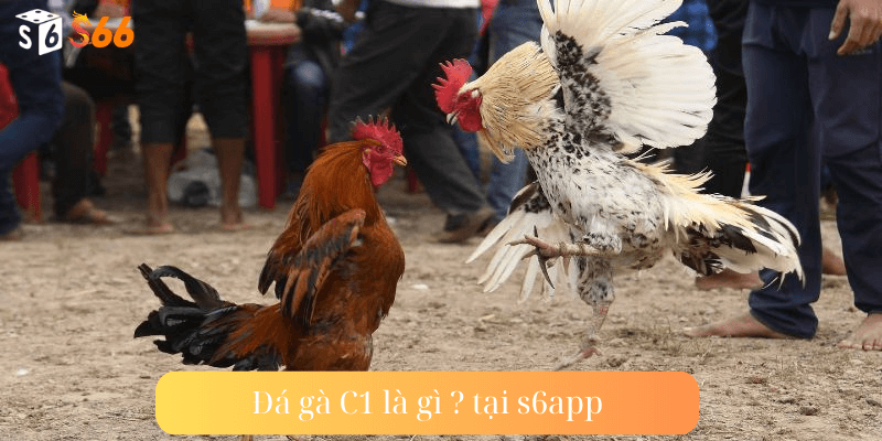 Đá gà C1 là gì?