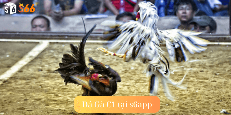 Đá gà C1 tại s6app