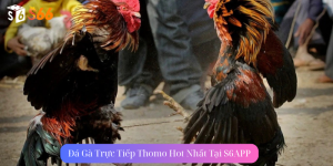 Đá Gà Trực Tiếp Thomo Hot Nhất Tại S6APP Việt Nam