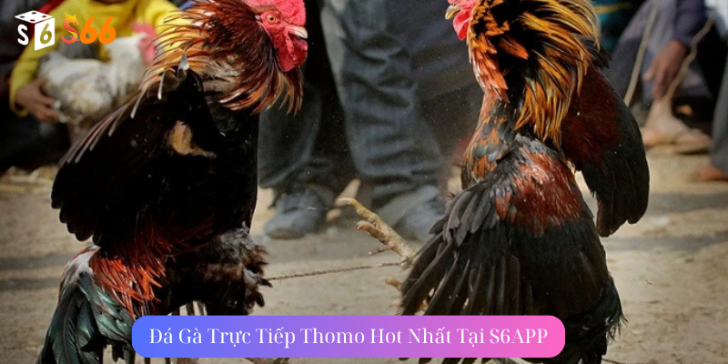 Đá Gà Trực Tiếp Thomo Hot Nhất Tại S6APP Việt Nam