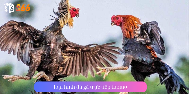 loại hình đá gà trực tiếp thomo