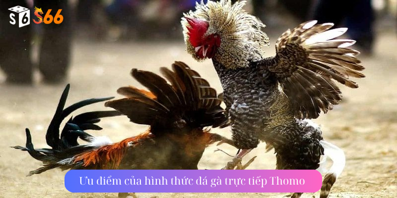 Ưu điểm của hình thức đá gà trực tiếp Thomo